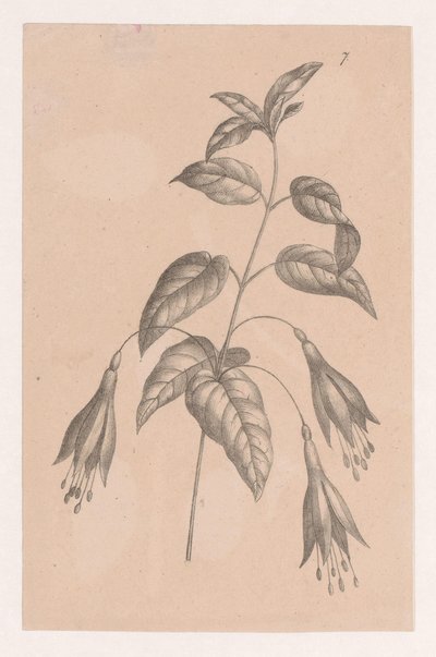 çiçekli şube by Maria Geertruida de Goeje Barbiers (attributed to)