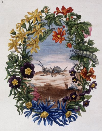Fourmi - Maria Sibylla Merian tarafından by Maria Sibylla Merian