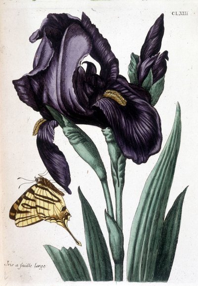 Geniş yapraklı iris - Maria Sibylla de Merian, ed. Desnos, Paris by Maria Sibylla Merian