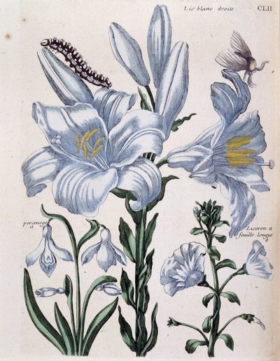 Lys (lis) beyaz sağ ve uzun yaprak kenarı - Maria Sibylla de Merian, ed. Desnos, Paris by Maria Sibylla Merian