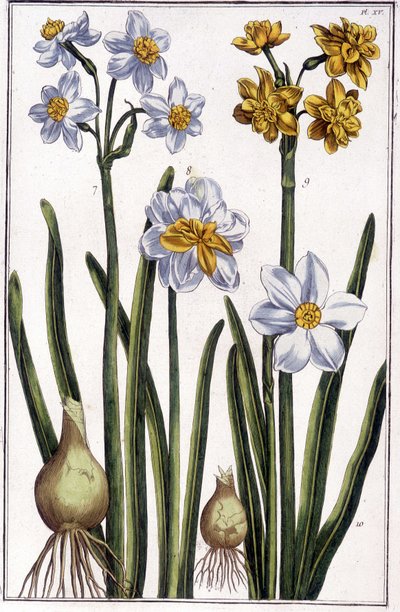 Narcissus - Maria Sibylla de Merian tarafından “” Surinam ve tüm Avrupa