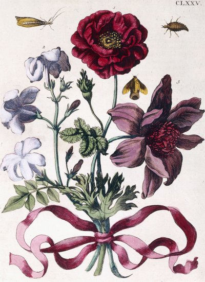 Çeşitli Avrupa böcekleri ve çiçekleri by Maria Sibylla Merian