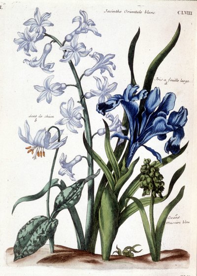 Beyaz oryantal sümbül, büyük yapraklı iris, köpek dişi, büyük mavi muscari - Maria Sibylla de Merian, ed. Desnos, Paris by Maria Sibylla Merian