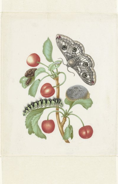 Küçük İmparator Güvesinin Dönüşümü by Maria Sibylla Merian (workshop of)