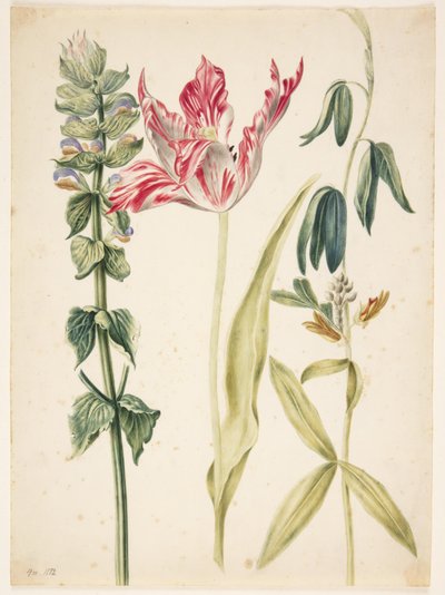 3 çiçek, ortada bir lale by Maria Sibylla Merian