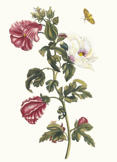 Althea. Kitaptan Metamorfoz İnsektorum Surinamensium, 1705. by Maria Sibylla Merian