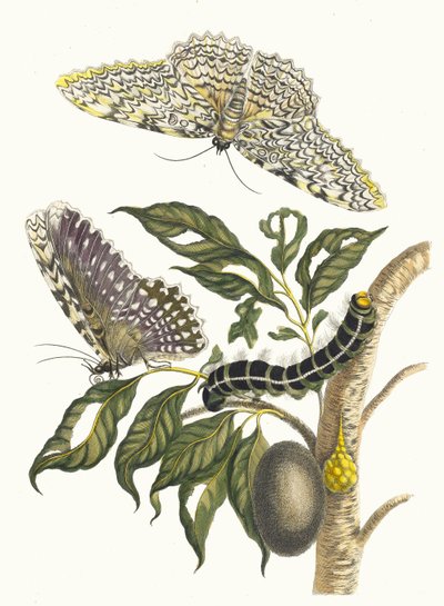 Arbre de gomme-gutte. Kitaptan Metamorfoz İnsektorum Surinamensium, 1705. by Maria Sibylla Merian