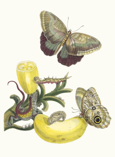 Baccolar. Kitaptan Metamorfoz İnsektorum Surinamensium, 1705. by Maria Sibylla Merian