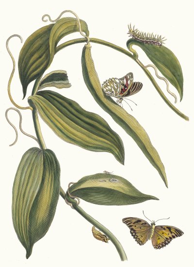 Banille. Kitaptan Metamorfoz İnsektorum Surinamensium, 1705. by Maria Sibylla Merian
