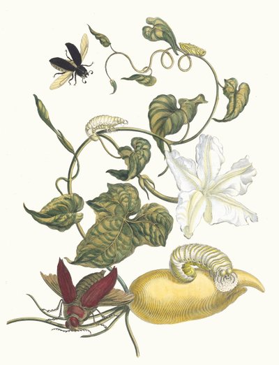 Battatlar. Kitaptan Metamorfoz İnsektorum Surinamensium, 1705. by Maria Sibylla Merian