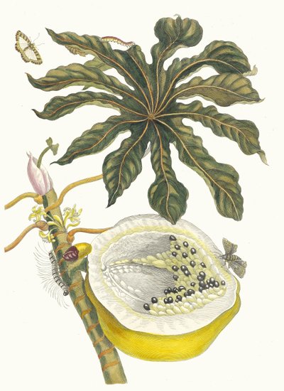 Karika papaya. Kitaptan Metamorfoz İnsektorum Surinamensium, 1705. by Maria Sibylla Merian