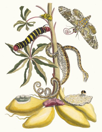 manyok. Kitaptan Metamorfoz İnsektorum Surinamensium, 1705. by Maria Sibylla Merian