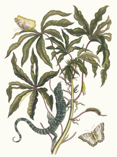manyok. Kitaptan Metamorfoz İnsektorum Surinamensium, 1705. by Maria Sibylla Merian