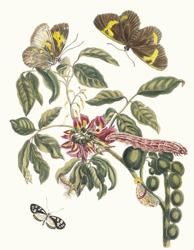 Coronilla Americana Arborescens. Kitaptan Metamorfoz İnsektorum Surinamensium, 1705 by Maria Sibylla Merian