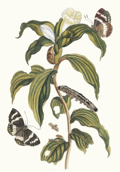 Costus arapça. Kitaptan Metamorfoz İnsektorum Surinamensium, 1705 by Maria Sibylla Merian