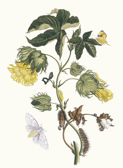 Kotonier. Kitaptan Metamorfoz İnsektorum Surinamensium, 1705. by Maria Sibylla Merian