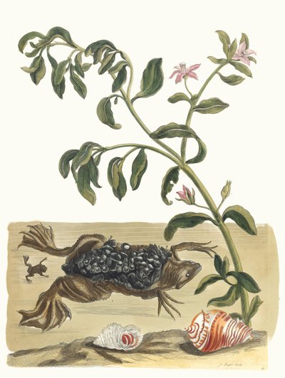 Cresson. Kitaptan Metamorfoz İnsektorum Surinamensium, 1705. by Maria Sibylla Merian
