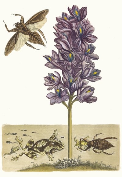 Eichhornia krakerleri. Kitaptan Metamorfoz İnsektorum Surinamensium, 1705. by Maria Sibylla Merian
