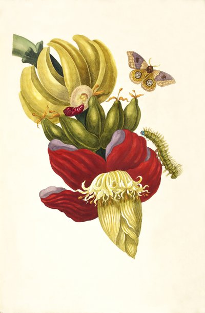 Kitaptan Metamorfoz İnsektorum Surinamensium, 1705. by Maria Sibylla Merian