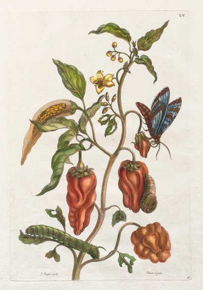 Surinam ve Avrupa Böceklerinin Genel Tarihi: Cilt I, No. 55 - Hint Biberi by Maria Sibylla Merian