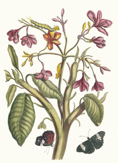 Jasmin des Indes. Kitaptan Metamorfoz İnsektorum Surinamensium, 1705. by Maria Sibylla Merian