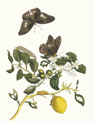 Limonier. Kitaptan Metamorfoz İnsektorum Surinamensium, 1705. by Maria Sibylla Merian