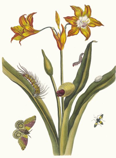 Lis Rouge. Kitaptan Metamorfoz İnsektorum Surinamensium, 1705. by Maria Sibylla Merian