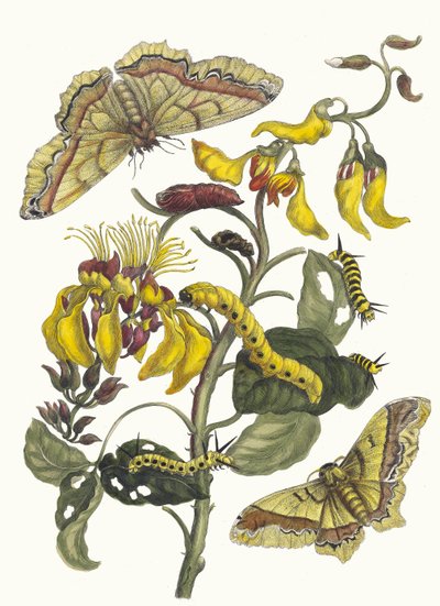 Pallisaden-boom. Kitaptan Metamorfoz İnsektorum Surinamensium, 1705. by Maria Sibylla Merian