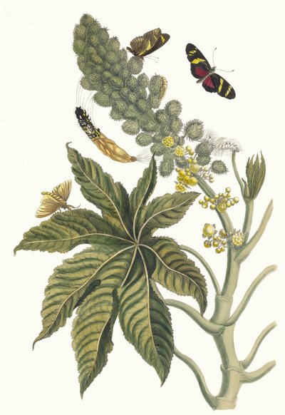 Palma Christi. Kitaptan Metamorfoz İnsektorum Surinamensium, 1705. by Maria Sibylla Merian