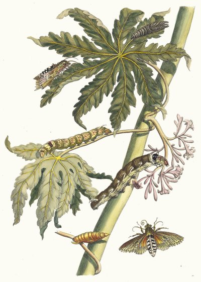 Papatya. Kitaptan Metamorfoz İnsektorum Surinamensium, 1705. by Maria Sibylla Merian