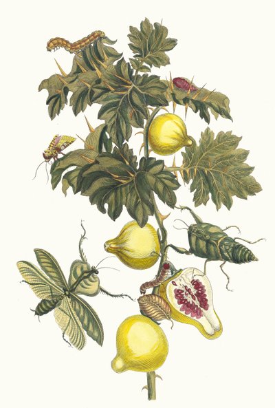 Pomme de Sodome. Kitaptan Metamorfoz İnsektorum Surinamensium, 1705. by Maria Sibylla Merian