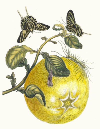 Pompelmous. Kitaptan Metamorfoz İnsektorum Surinamensium, 1705. by Maria Sibylla Merian