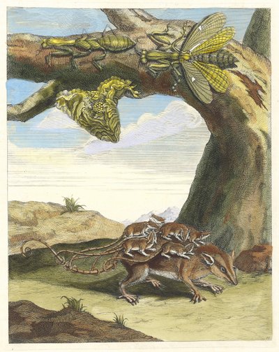 Orman faresi. Kitaptan Metamorfoz İnsektorum Surinamensium, 1705. by Maria Sibylla Merian