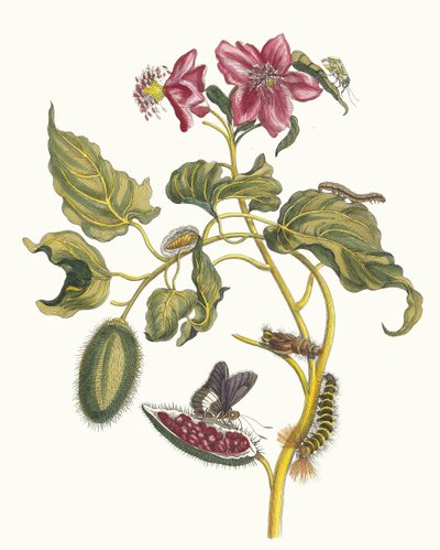 Rocu. Kitaptan Metamorfoz İnsektorum Surinamensium, 1705. by Maria Sibylla Merian