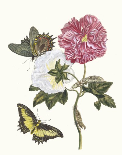 Gül. Kitaptan Metamorfoz İnsektorum Surinamensium, 1705. by Maria Sibylla Merian