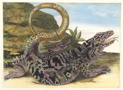Sauvegarde. Kitaptan Metamorfoz İnsektorum Surinamensium, 1705. by Maria Sibylla Merian