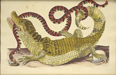 Gözlüklü Kayman Kayman timsahı ve Sahte Mercan Yılanı, 1705. by Maria Sibylla Merian