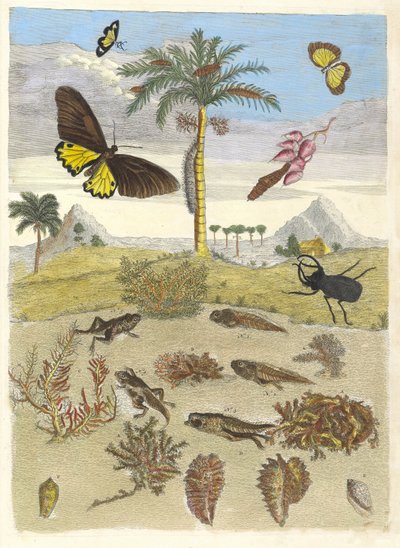 Geyik böceği, Amfibiler ve Palmiye ağaçları. Metamorfoz insektorum kitabından..., 1705. by Maria Sibylla Merian