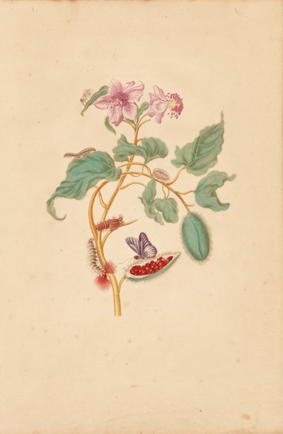  by Maria Sibylla Merian