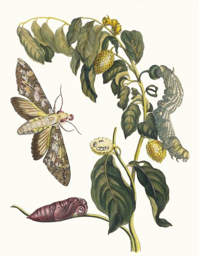 Zursak. Kitaptan Metamorfoz İnsektorum Surinamensium, 1705. by Maria Sibylla Merian