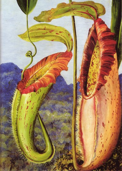  by Marianne North