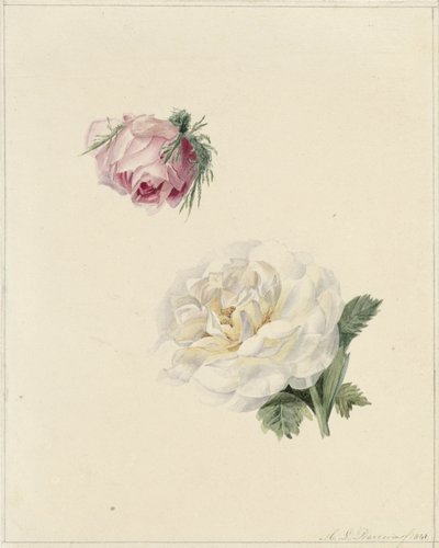 pembe ve beyaz gül çalışmaları by Marie Louise Praetorius
