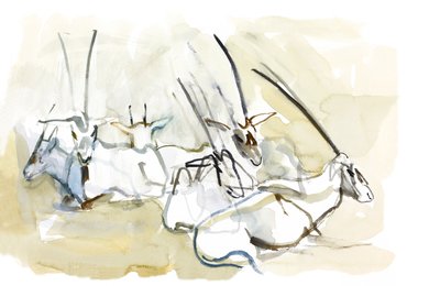 Arabian Oryx, 2010 (kağıt üzerine yağlı boya) by Mark Adlington