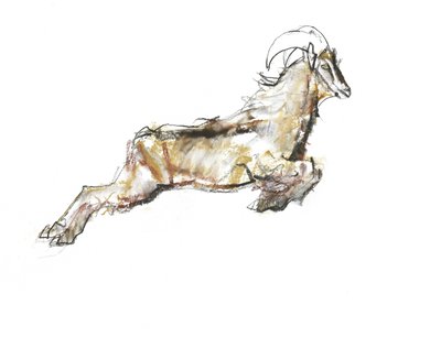 Arabian Tahr, 2009 (kağıt üzerinde conte ve kömür) by Mark Adlington