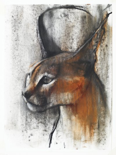 Mısır (Arap Karakulak), 2009 (kağıt üzerinde karakalem) by Mark Adlington