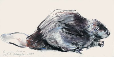 Avrupa Kunduzu (Çalışma) 2001 (kağıt üzerinde kömür und conte) by Mark Adlington