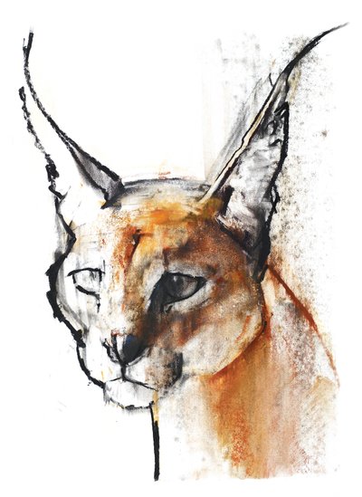 Feline (Arap Karakulak), 2009 (kağıt üzerinde karakalem) by Mark Adlington