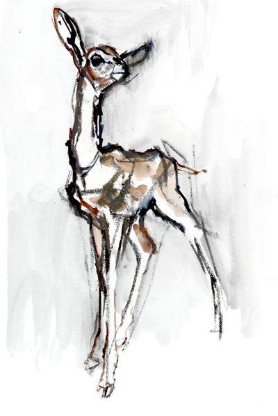Gerenuk açık kahverengi, Sarara, 2018 by Mark Adlington