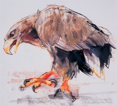 Raptor, 2001 (kağıt üzerinde kömür ve conte) by Mark Adlington