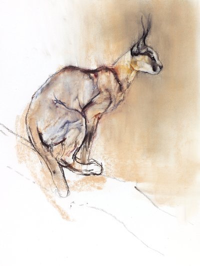 Seated Caracal, 2009 (kağıt üzerinde karakalem) by Mark Adlington